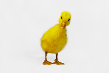白背景の前に立つアヒルのヒヨコ1羽の正面の姿