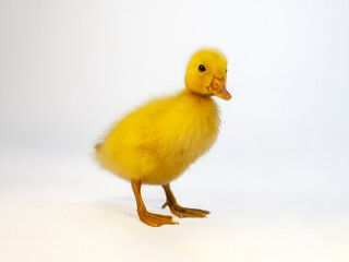 白背景の前に立つアヒルのヒヨコ1羽の斜め前の姿