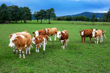 Naklejka na ściany i meble group of cows on a green field and trees