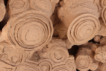 Fossilized stromatolites or stromatoliths, are layered sedimentary formations (microbialite)
