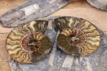 Inside of Ammonites, extinct cephalopod mollusk fossils