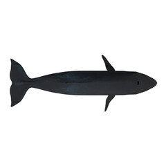 Humpback Whale