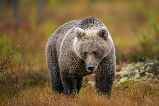 Wildlife in Finland. Bears, Wolverine and birds.