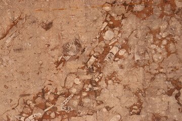 Orthoceras fossils in a marble base