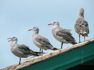 Gaviotas posadas sobre un tejado, descansando. Seagulls perched on a roof, resting.