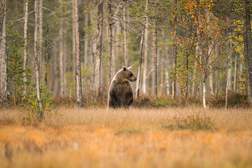 Wildlife in Finland. Bears, Wolverine and birds.