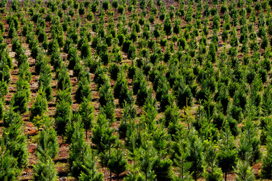 Aerial view over a Christmas tree farm, field of pine trees with gree growth.