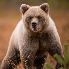 Obraz premium Wildlife in Finland. Bears, Wolverine and birds.