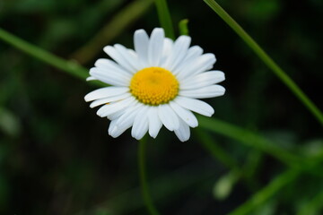 FU 2021-06-19 Wiehl 184 Blick aus der Nähe auf die Blüte einer Margerite