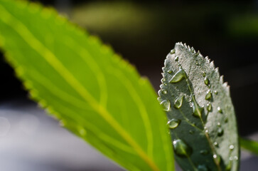 Fototapeta premium Drops on green