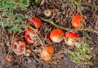 Tomato fruits are affected by a bacterial disease in the open soil. Tomatoes withered from pests.