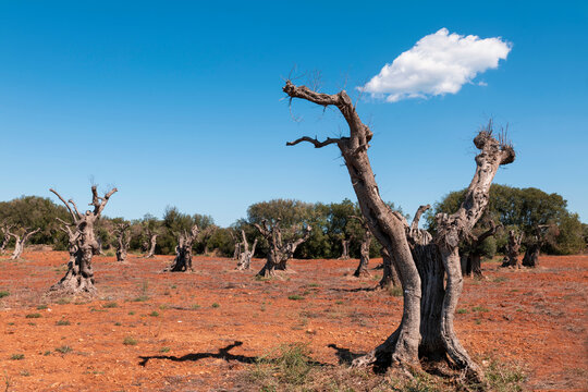 Campo di olivi malati di xylella