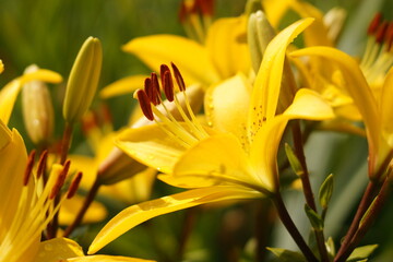 Obraz premium flowers