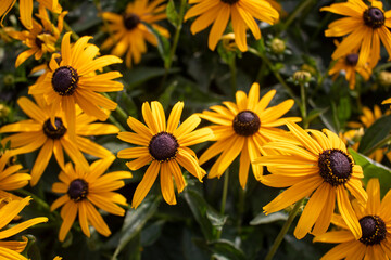 Black Eyed Susan Flower daisy-like golden yellow petals around a smokey chocolate center