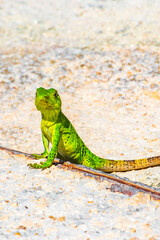 Caribbean green lizard on the ground Playa del Carmen Mexico.