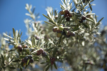 Olive oil trees full of olives. Harvest ready to produce extra virgin olive oil