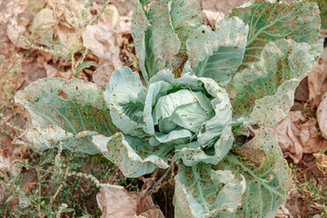 Cabbage in the agriculture field, eaten by slugs. Sick cabbage leaves affected by pests, fungi.