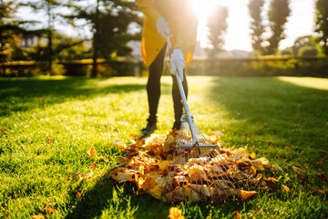 Raking fallen leaves from the lawn. Cleaning up fallen leaves in the garden. Using a metal fan rake...