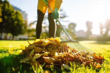 Raking fallen leaves from the lawn. Cleaning up fallen leaves in the garden. Using a metal fan rake...