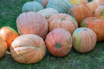 Bunch of Pumpkins in the field