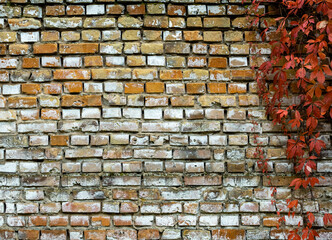 Old brick wall with sprouts as a rough background