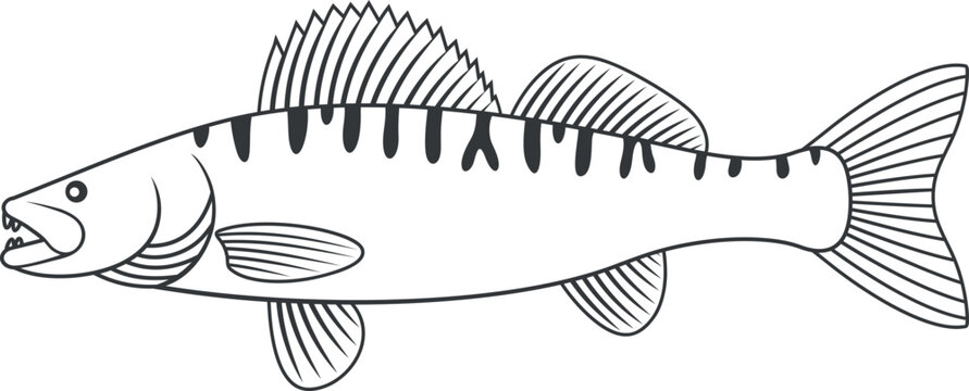 Zander outline. Isolated zander on white background