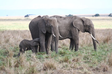 Two female elephants protecting a tine elephant calf