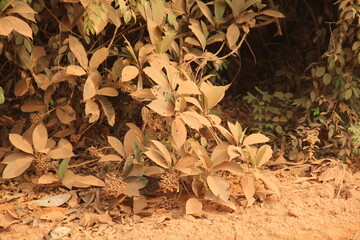 Folhagem coberta de pó nas margens da BR-319, no período da seca. Foto de srtembro de 2022