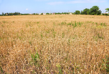 Cereal field. Kharkov region rural landscape. Ukraine