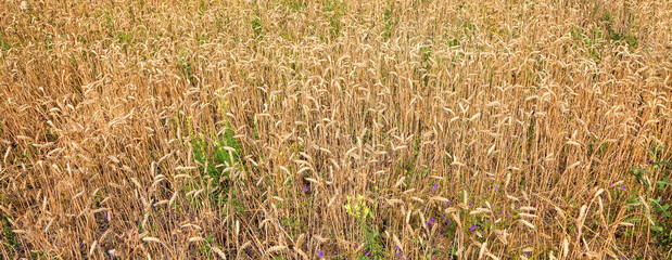 Cereal field. Kharkov region rural landscape. Ukraine