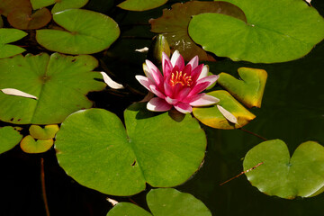 beautiful water lily flowers in pond