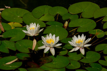 beautiful water lily flowers in pond