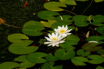 beautiful water lily flowers in pond