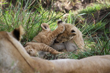 Cute lion cub agrresively attacks and bites his two siblings