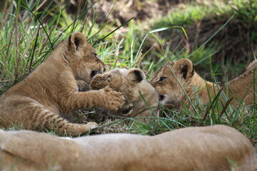 Cute lion cub agrresively attacks and bites his two siblings