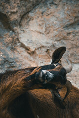 goat on mountain road