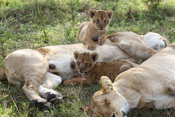 Two bably lion cubs resting besides two sleeping lionesses