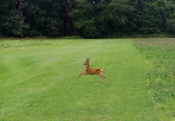 Roe deer buck in a meadow, jumping