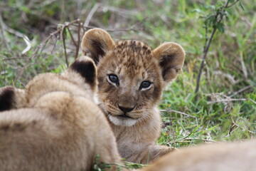 Baby lion cub looking into camers, portrait