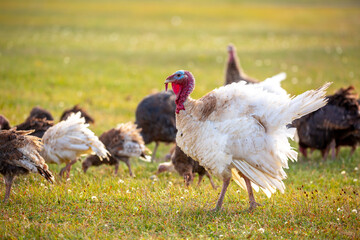 Turkeys walk on the grass in a green meadow in a pasture. Animal husbandry and agriculture in the mountains.