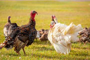 Turkeys walk on the grass in a green meadow in a pasture. Animal husbandry and agriculture in the mountains.