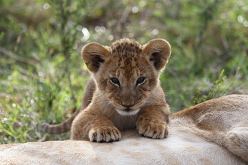 Fototapeta na wymiar Baby lion cub sleeping on his mother's belly, looking into camera. Portrait