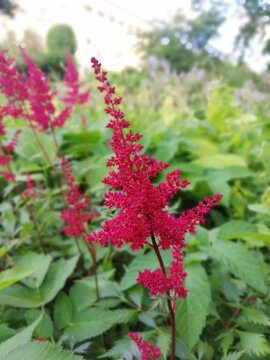a delicate beautiful rare blooming red fluffy Astilbe Fanal on a blurry background of a flower bed. Floral Wallpaper	