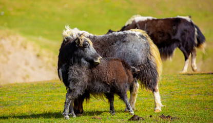 A herd of yaks graze in the mountains. Himalayan big yak in a beautiful landscape. Hairy cow cattle wild animal in nature in Tibet. Sunny summer day in the wild. Farm animal in Nepal and Tibet.