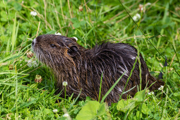 Nutria 61