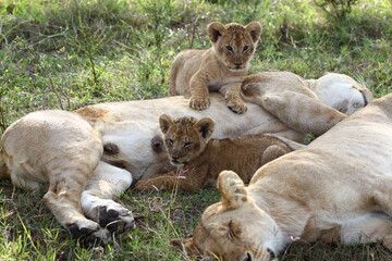 Two bably lion cubs resting besides two sleeping lionesses