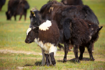 A herd of yaks graze in the mountains. Himalayan big yak in a beautiful landscape. Hairy cow cattle wild animal in nature in Tibet. Sunny summer day in the wild. Farm animal in Nepal and Tibet.