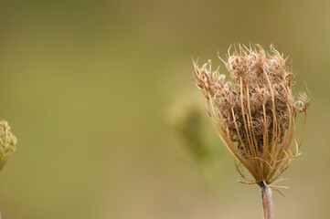 Closeup of brown wild carrot dried seeds with green blurred background