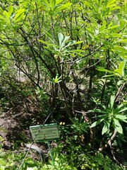 A shrub with yellow berries and a sign with the name of the plant - Daphne mezereum