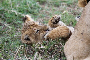 Baby lion cub playing with his older sibling